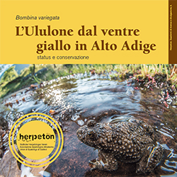 L'Ululone dal ventre giallo in Alto Adige