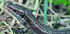 Lucertola vivipara