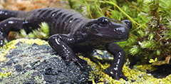 Salamandra nera alpina