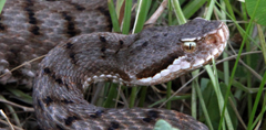 Vipera comune