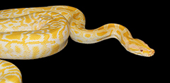 Tigerpython