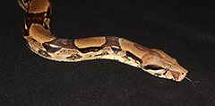 Boa constrictor