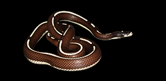 Serpente reale della California