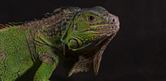 Iguana dai tubercoli