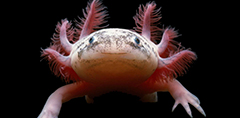 Axolotl