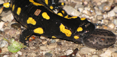 Salamandra pezzata